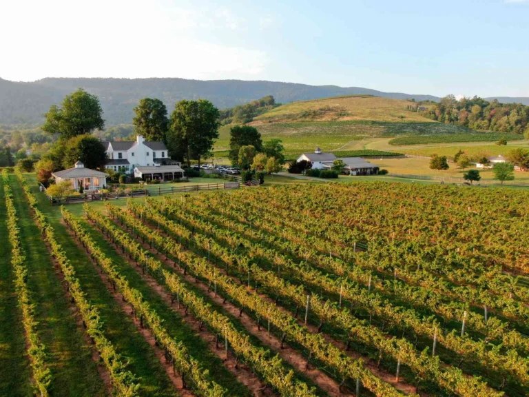 Top Vineyard Experiences in America: The 2026 Authority Reference
